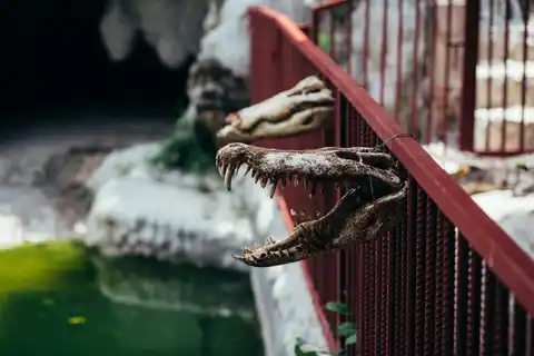 Crocodile Temple