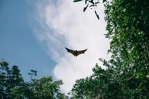 Flying Foxes
