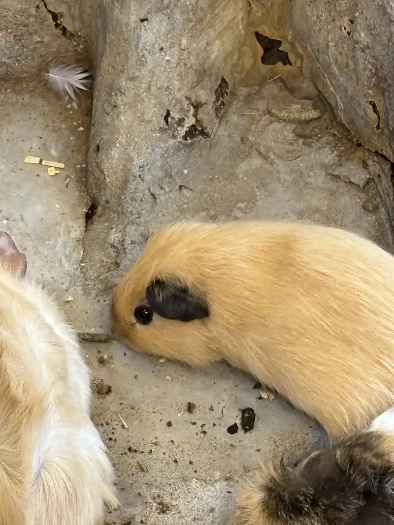 A guinea pig at Rabbito Cafe