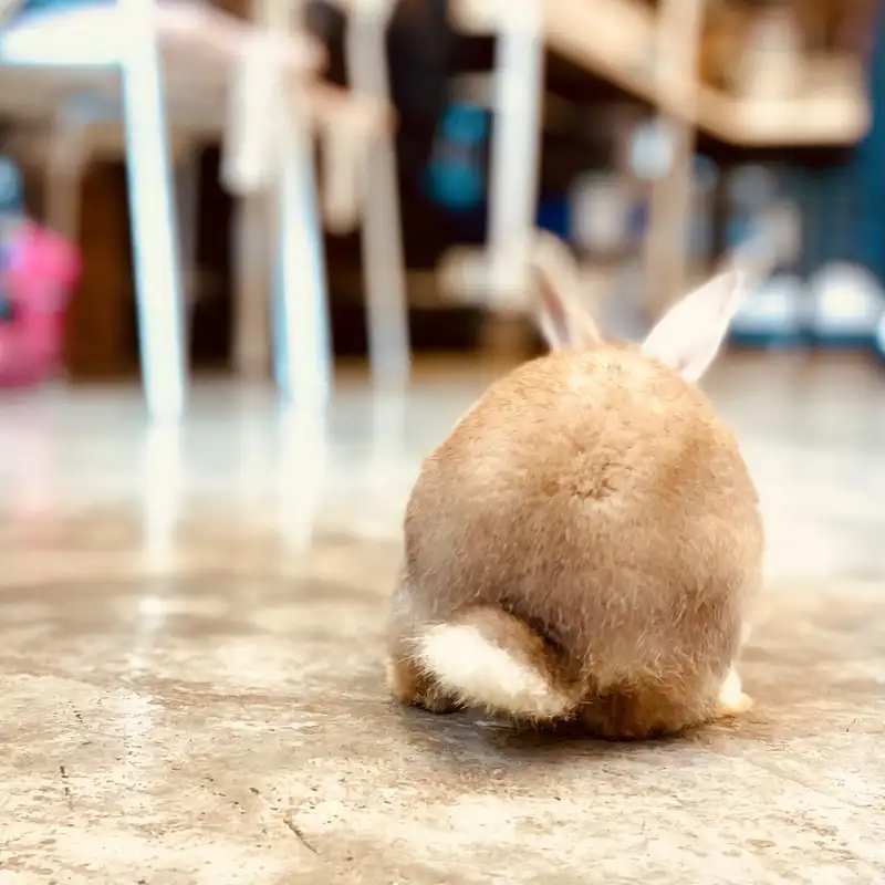 A rabbit at Rabbito Cafe