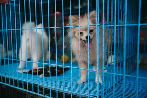 Chatuchak Market's Pet Section