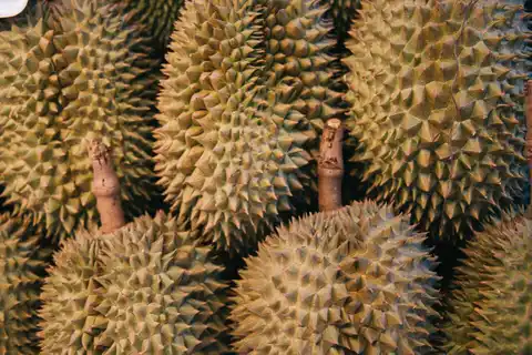 Bizarre Fruits