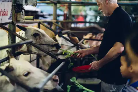 Cow Shrine
